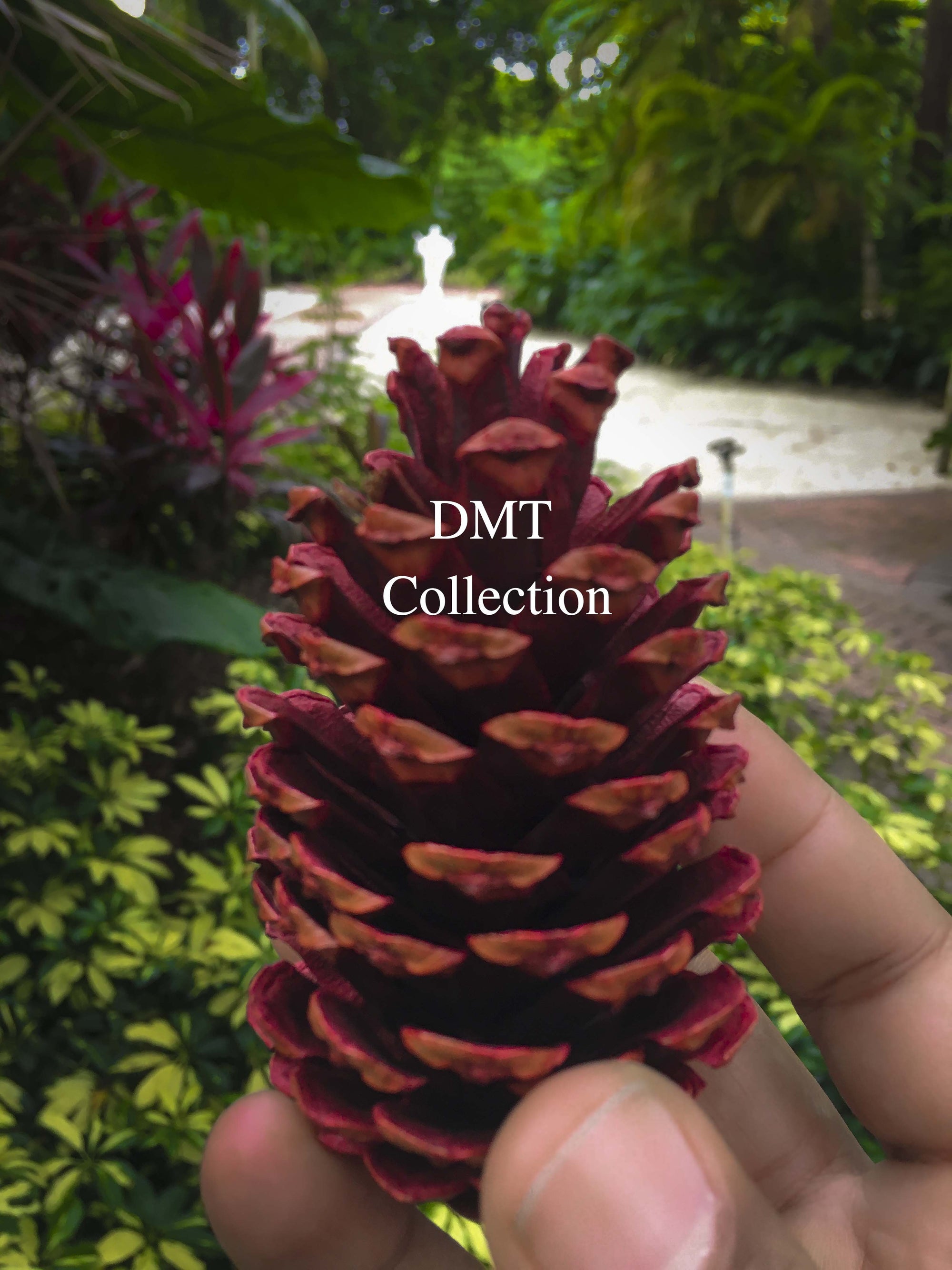 DMT Collection